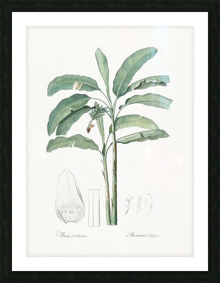 Banana illustration  Picture Frame print