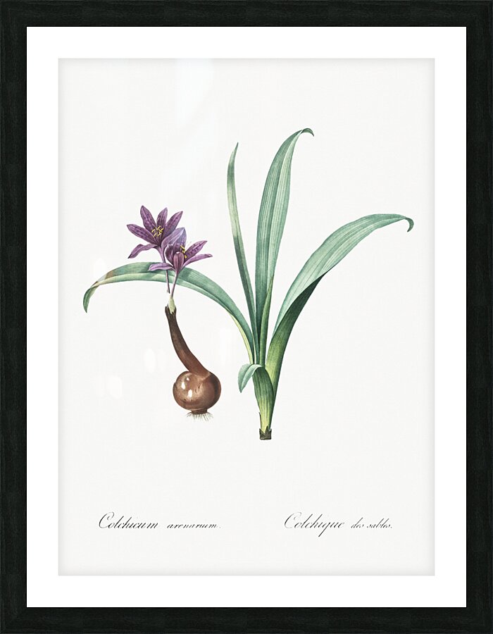 Alpine autumn crocus illustration  Picture Frame print