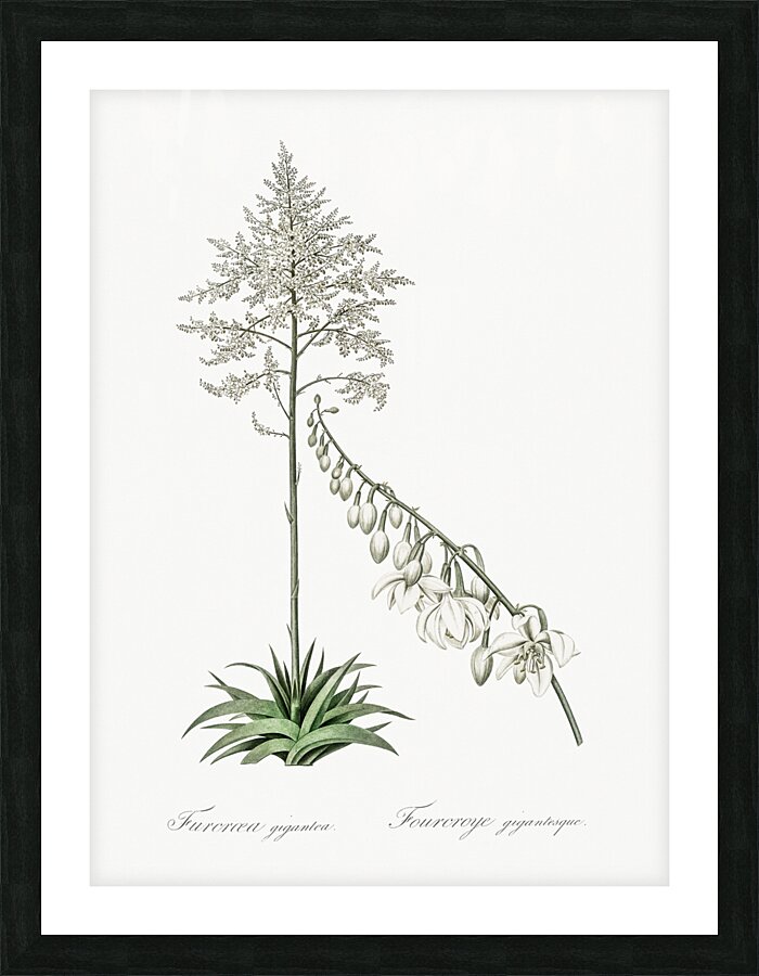 Giant cabuya illustration  Picture Frame print