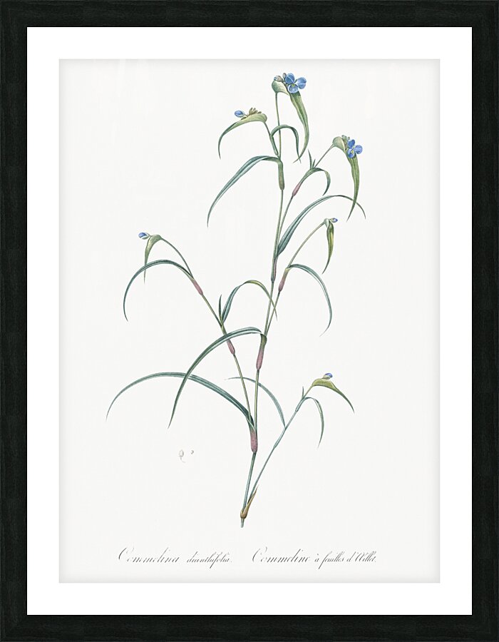 Birdbill dayflower illustration  Picture Frame print