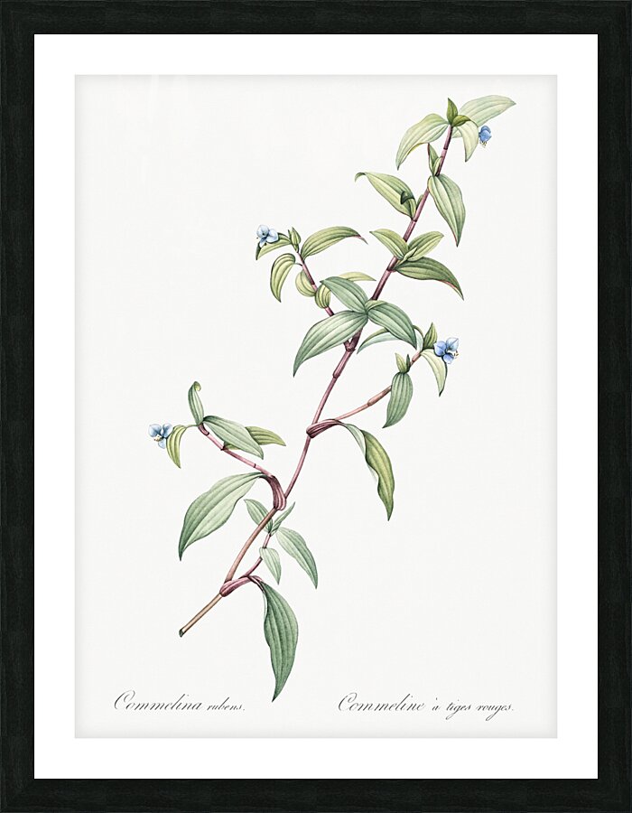 Birdbill dayflower illustration  Picture Frame print