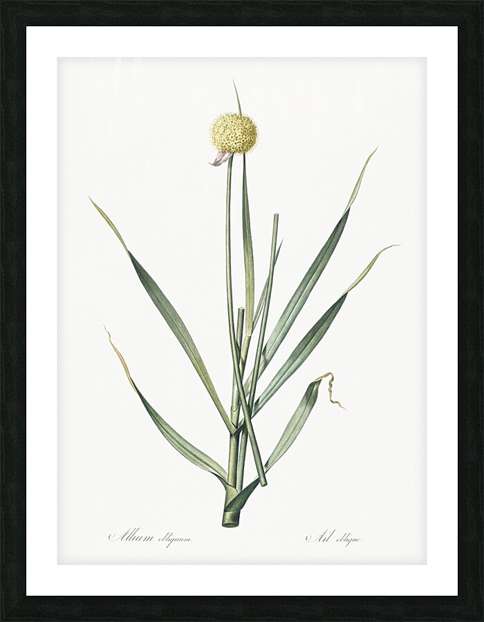 Lopsided onion illustration  Picture Frame print