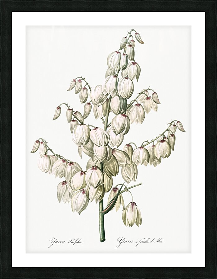 Aloe yucca illustration  Picture Frame print