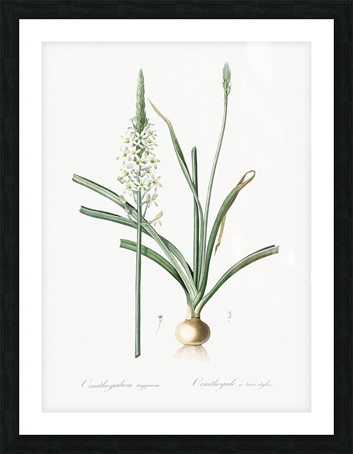 Narbonne star-of-Bethlehem illustration  Picture Frame print