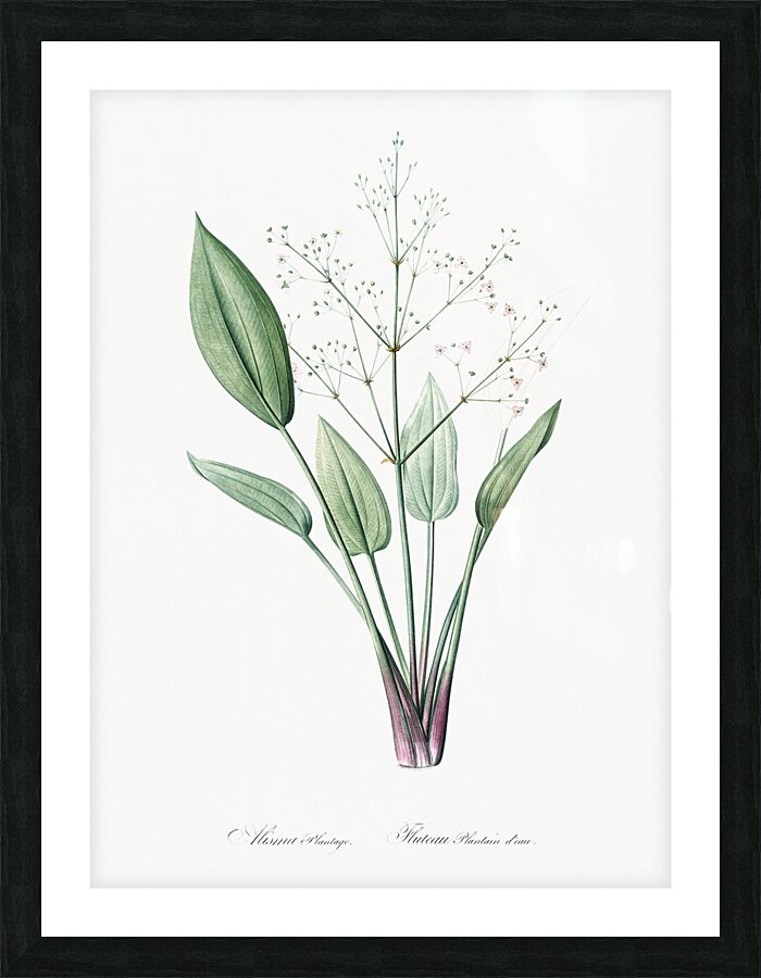 Ixia crispa illustration  Picture Frame print