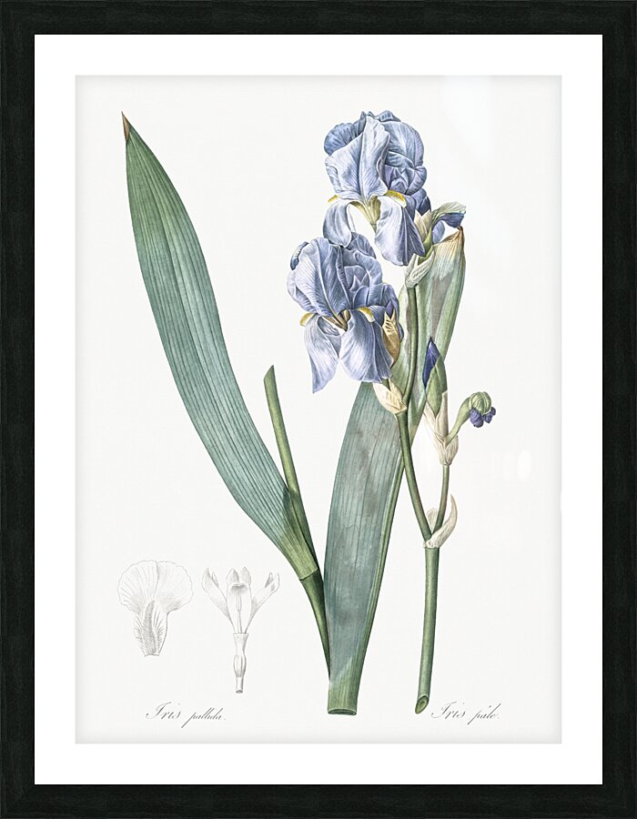 Josephine & lily illustration  Picture Frame print