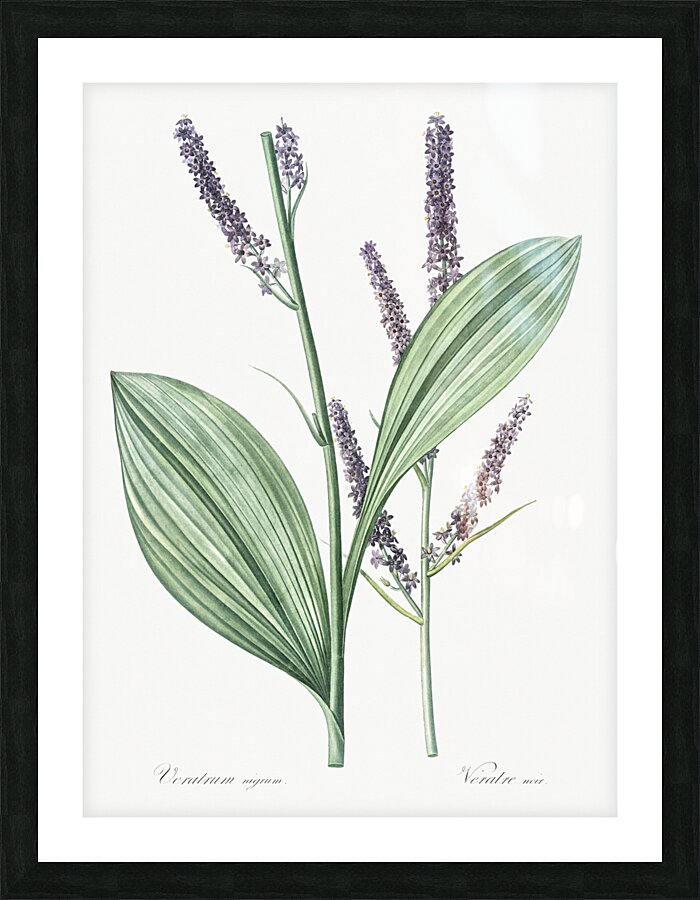 Black false hellebore illustration  Picture Frame print
