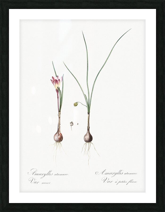 Atamasco lily illustration  Picture Frame print