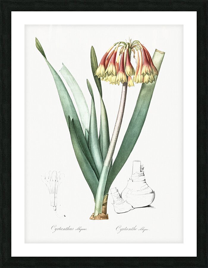 Knysna lily illustration  Picture Frame print