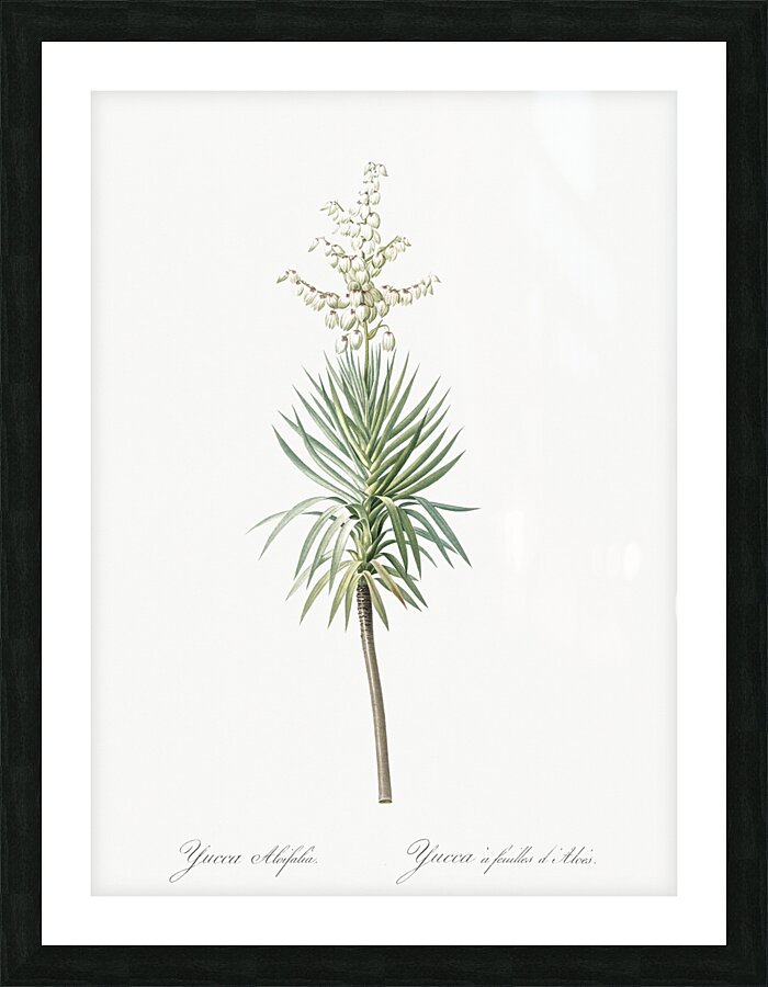 Aloe yucca illustration  Picture Frame print