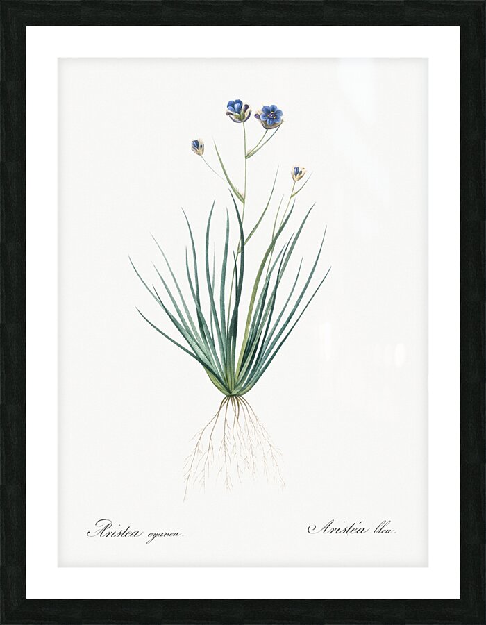Blue corn-lily illustration  Picture Frame print
