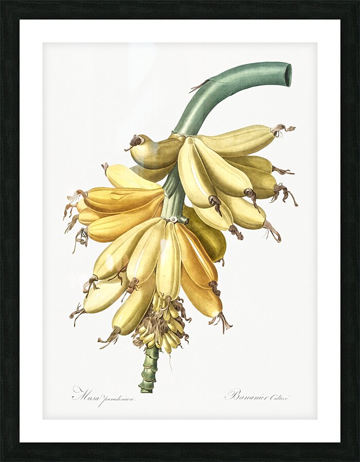 Banana illustration  Picture Frame print