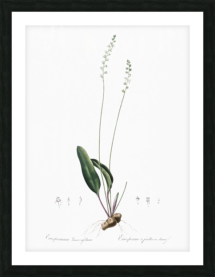 Eriospermum lanceaefolium illustration  Picture Frame print