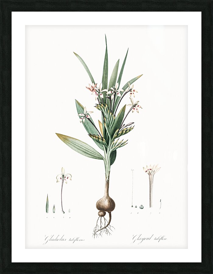 Baboon root illustration  Picture Frame print