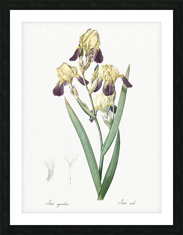 Elder scented iris illustration  Impression et Cadre photo