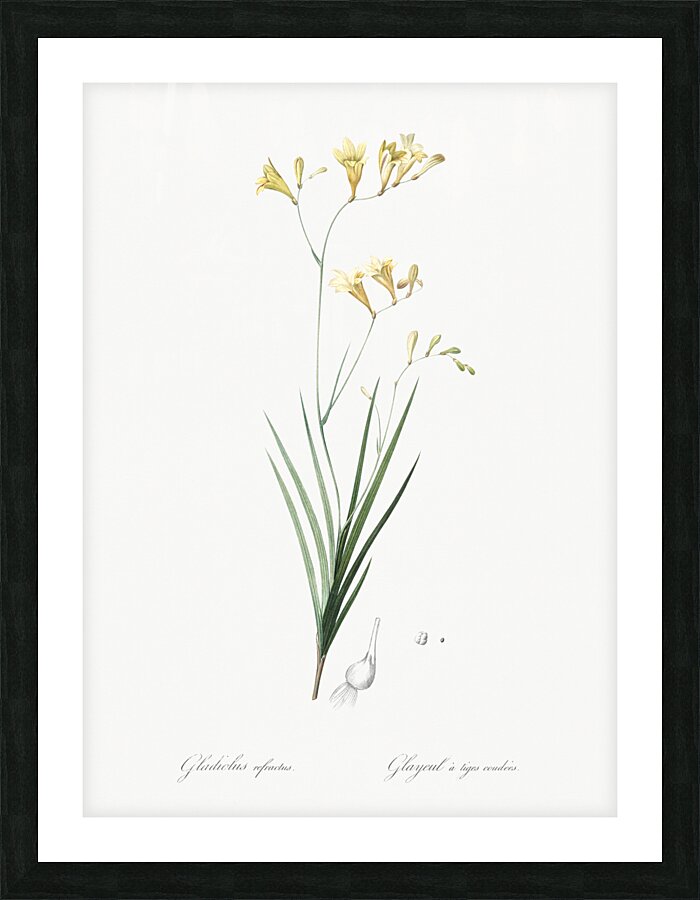 Freesia illustration  Picture Frame print