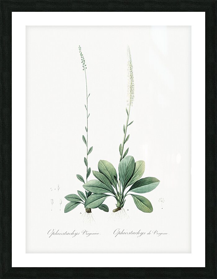 Blazing star illustration  Picture Frame print