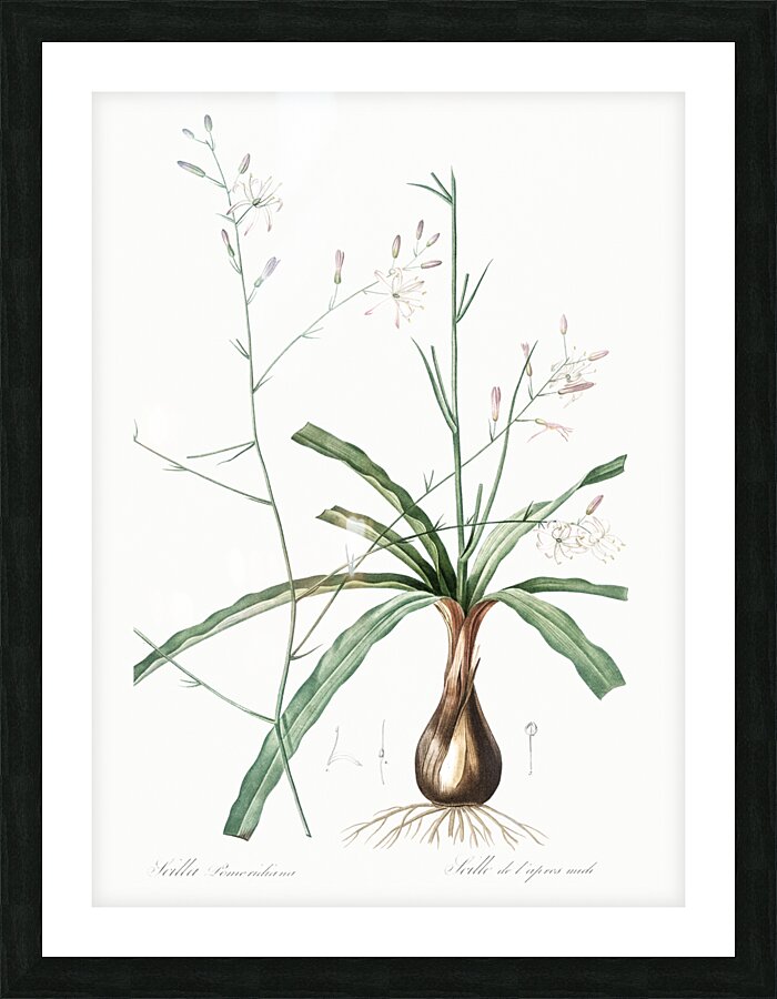 Wavy-leafed soap plant illustration  Picture Frame print