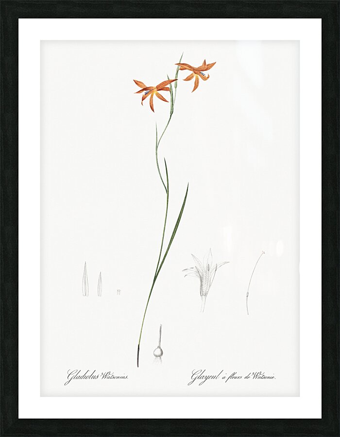 Gladiolus watsonius illustration  Picture Frame print
