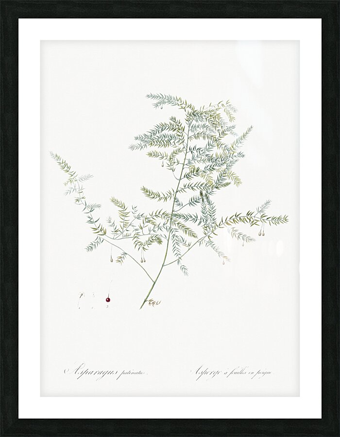 Climbing asparagus fern illustration  Picture Frame print