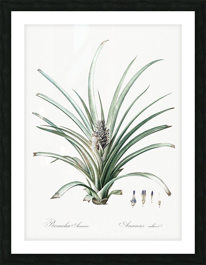 Pineapple illustration  Picture Frame print