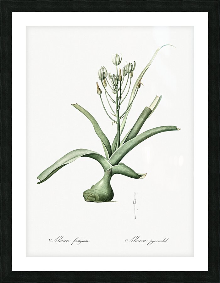 Slime lily illustration  Picture Frame print