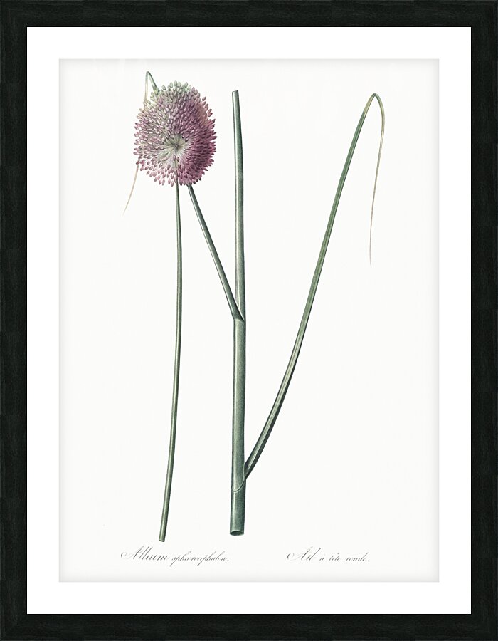Round-headed leek illustration Picture Frame print