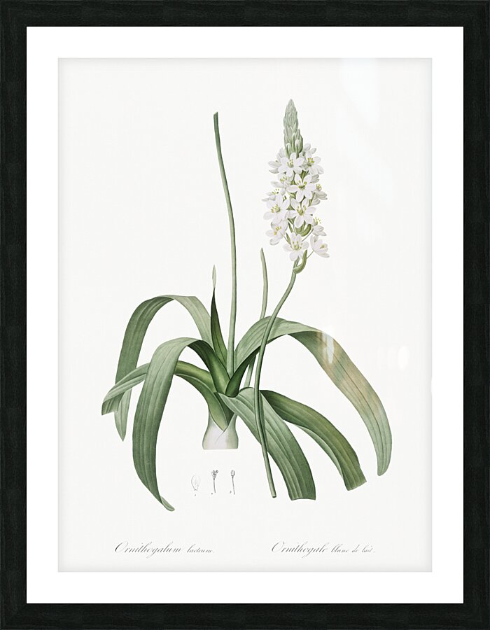 Narbonne star-of-Bethlehem illustration  Picture Frame print