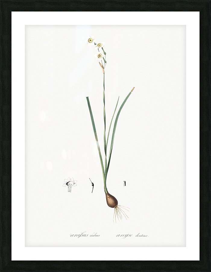 Species daffodil illustration  Picture Frame print