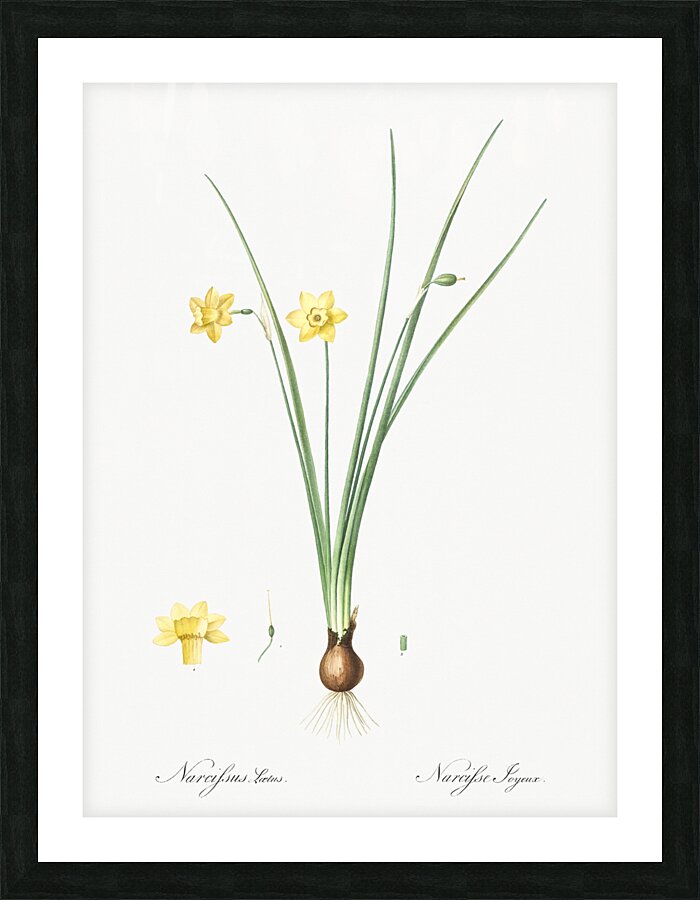 Daffodil illustration  Picture Frame print