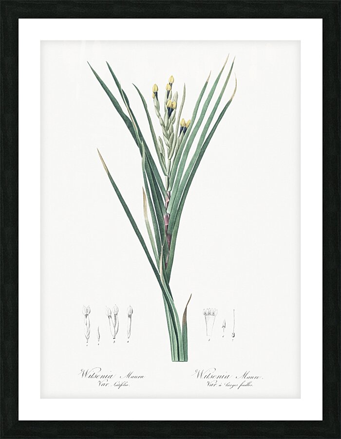 Bokmakierie & tail illustration  Picture Frame print