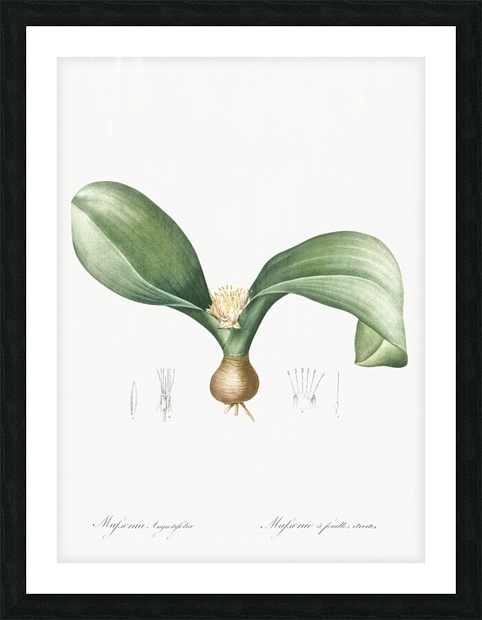 Hedgehog lily illustration  Picture Frame print