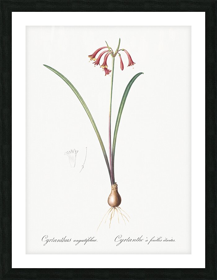 Brandlelie illustration  Picture Frame print