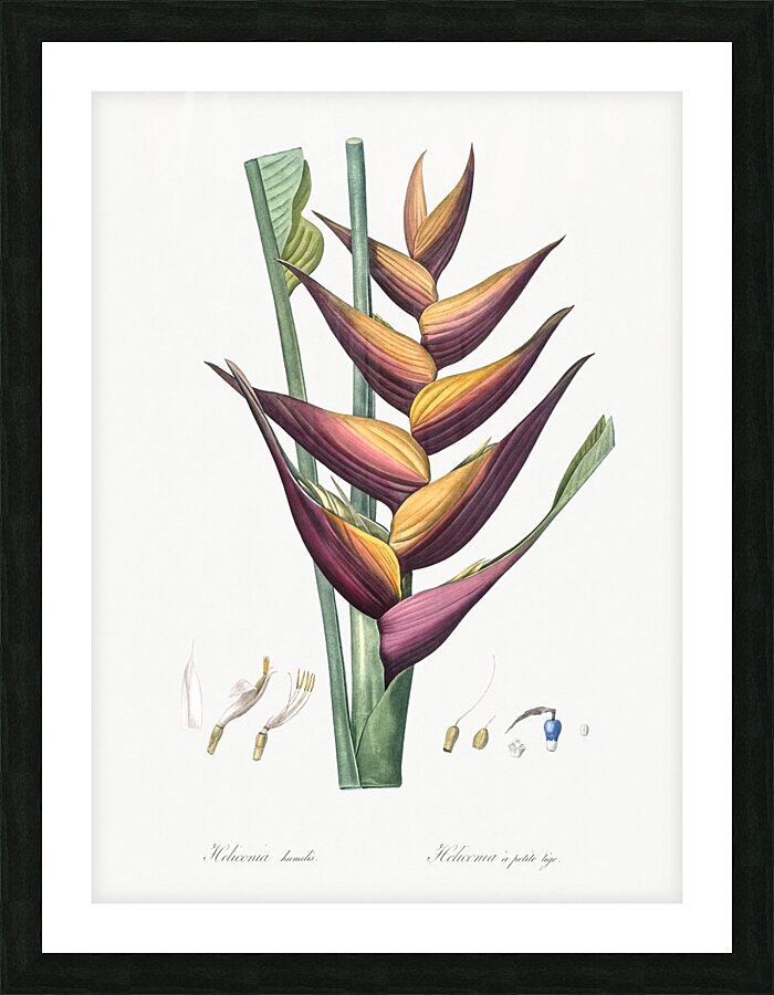 Brandlelie illustration  Picture Frame print