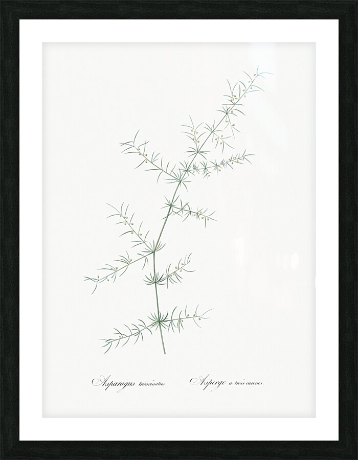 Climbing asparagus illustration  Picture Frame print