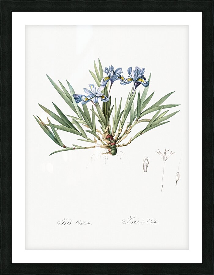 Dwarf crested iris illustration  Picture Frame print