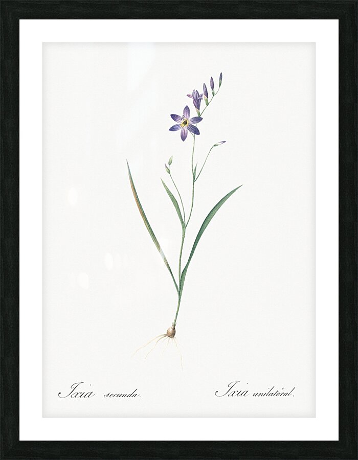 Ixia secunda illustration  Picture Frame print