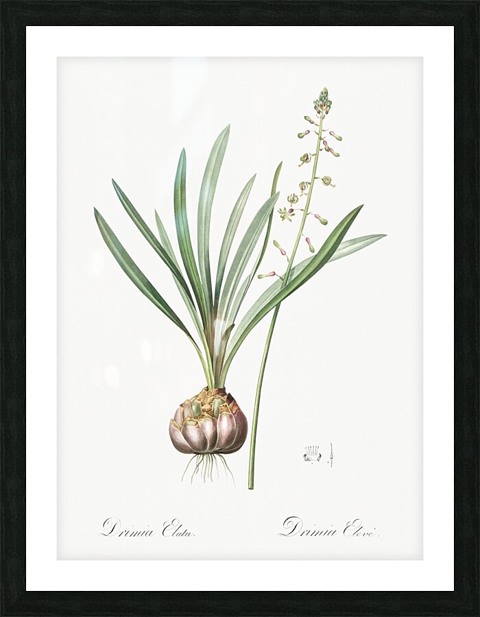 Satin squill illustration  Picture Frame print