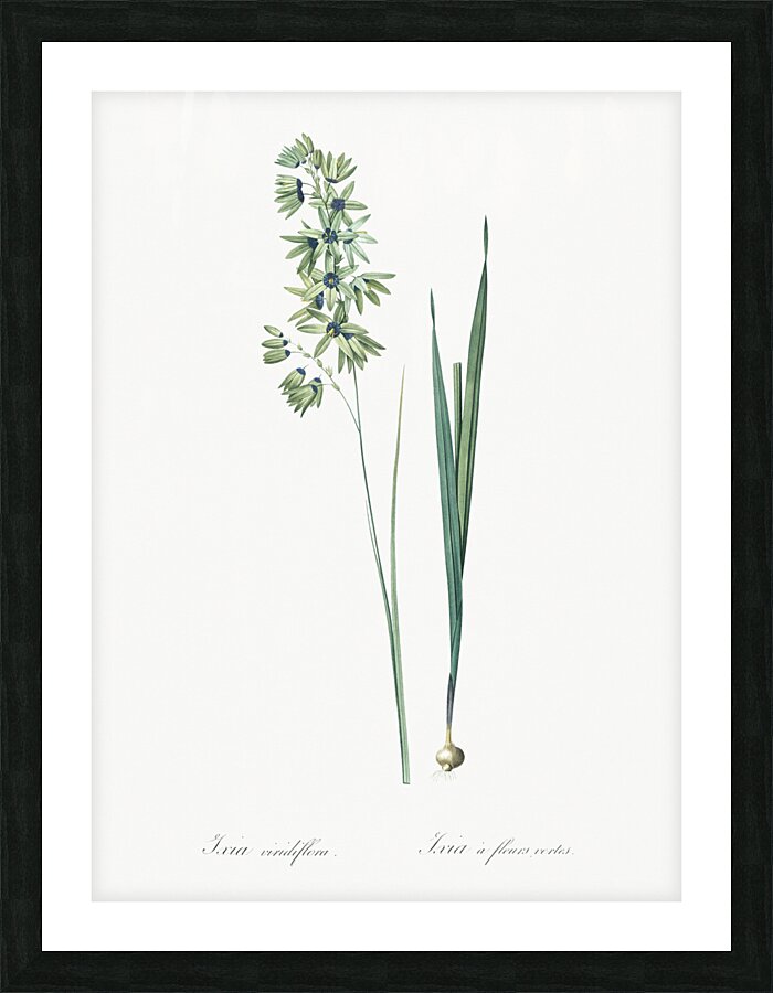 Turquoise ixia illustration  Picture Frame print