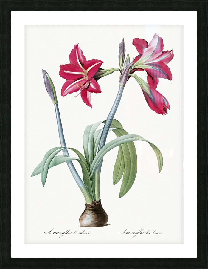 Brazilian amaryllis illustration  Picture Frame print
