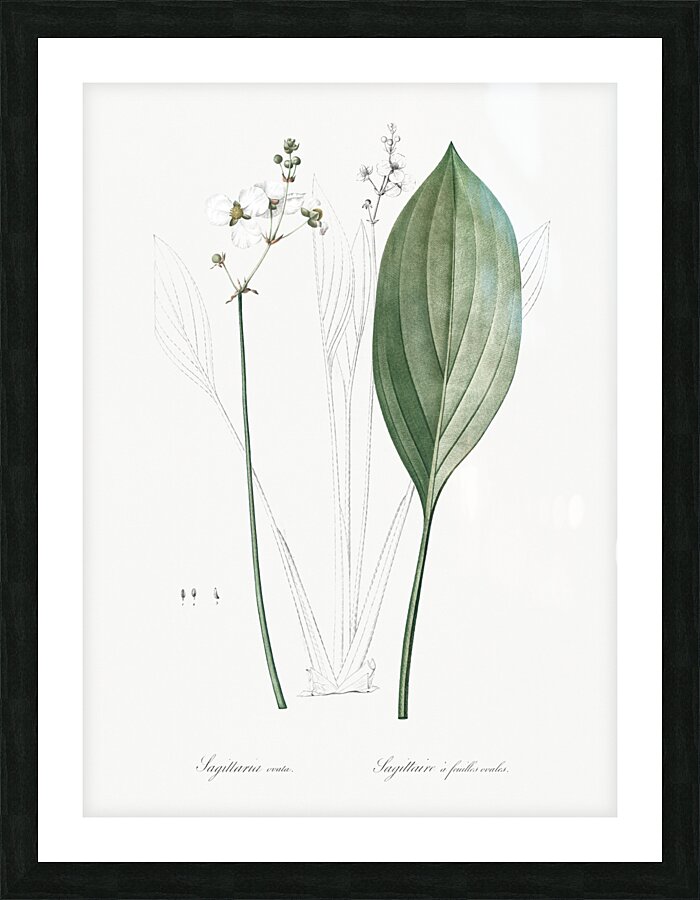 Bulltongue arrowhead illustration  Picture Frame print