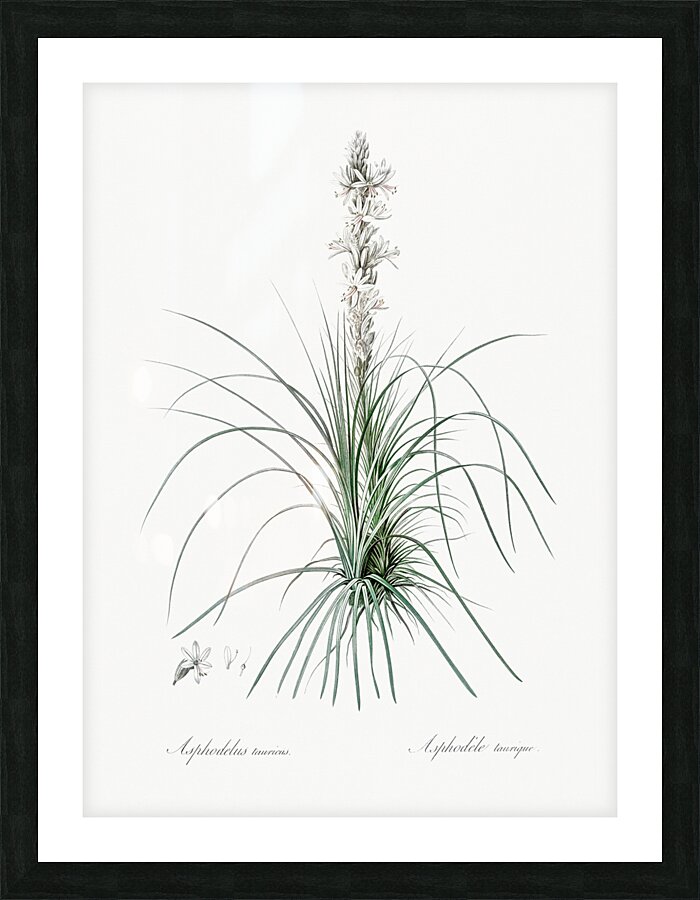 Thin asphodeline illustration  Picture Frame print