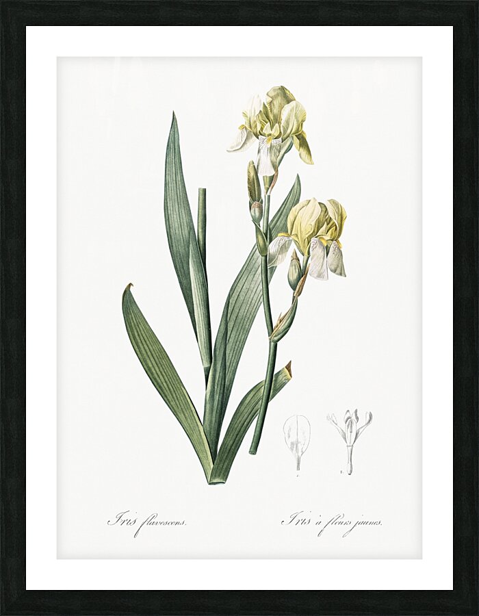 Lemonyellow iris illustration  Picture Frame print
