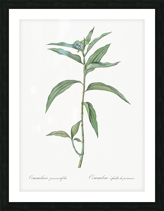 Dayflower illustration  Picture Frame print