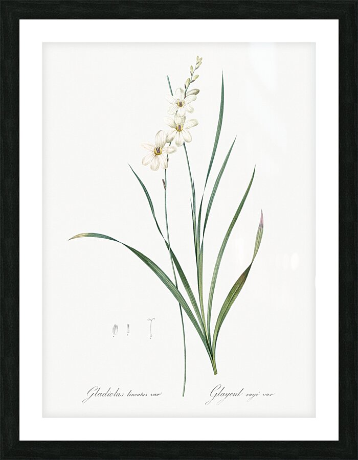 Gladiolus lineatus illustration  Picture Frame print