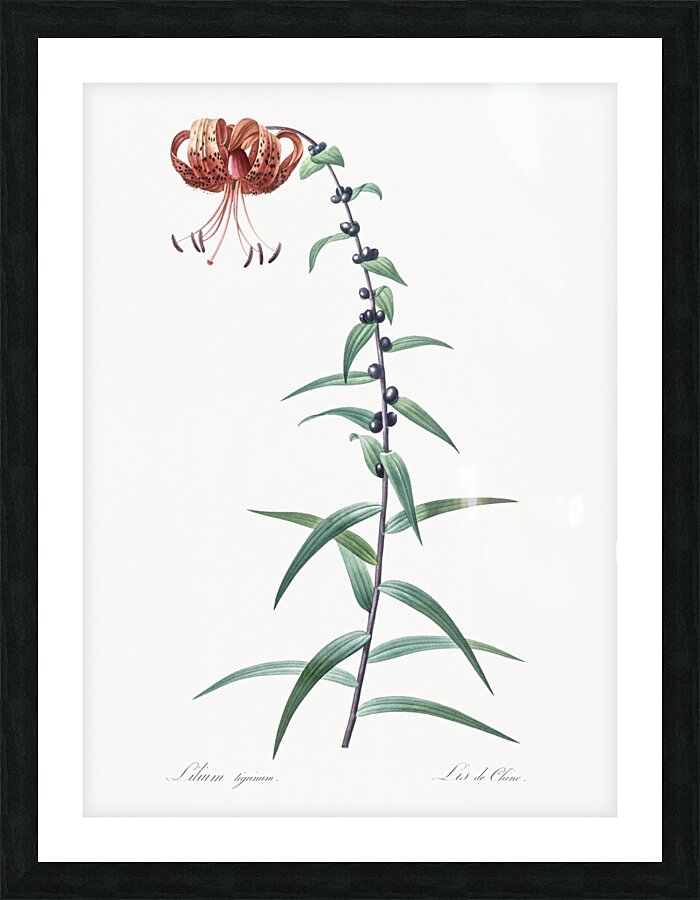 Tiger lily illustration  Picture Frame print