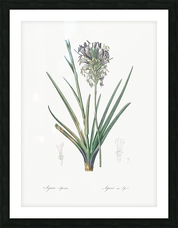 Agave spicata illustration  Picture Frame print