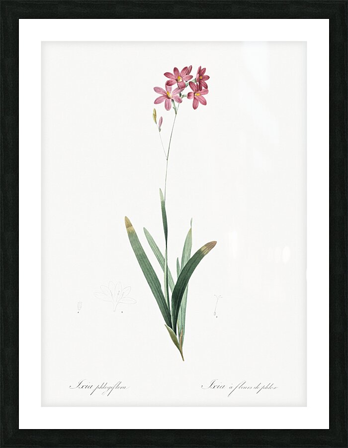 Corn lily illustration  Picture Frame print