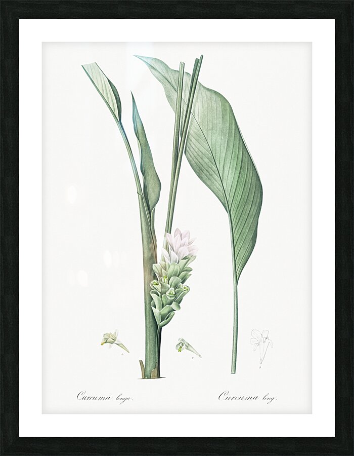 Turmeric illustration  Picture Frame print