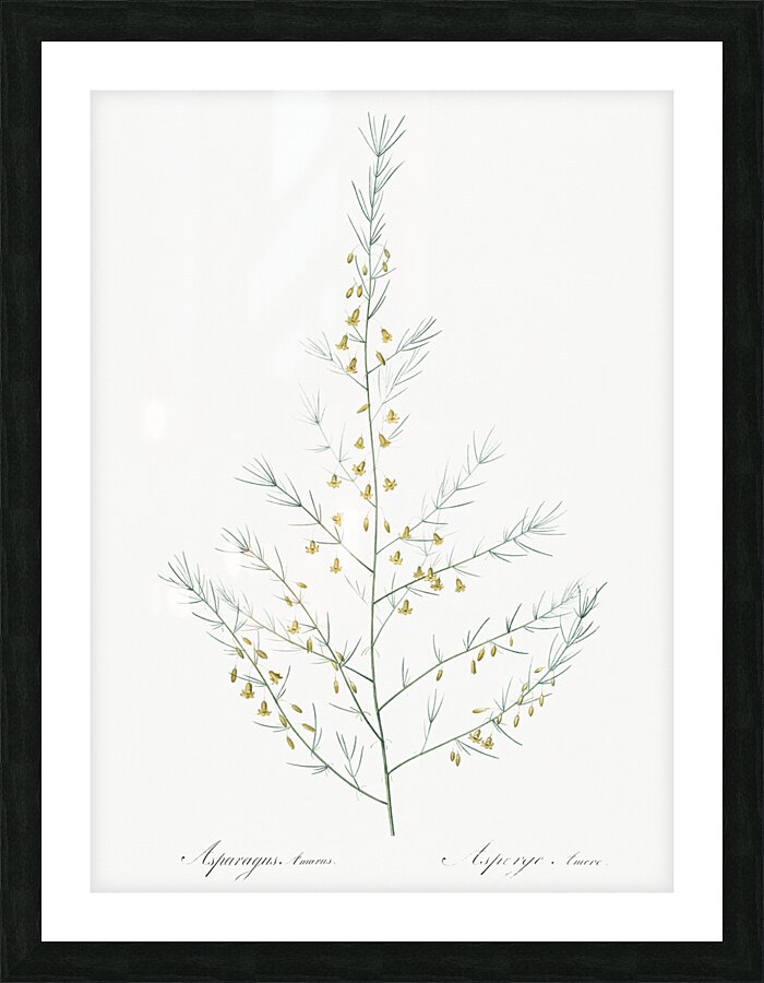Sea asparagus illustration  Picture Frame print